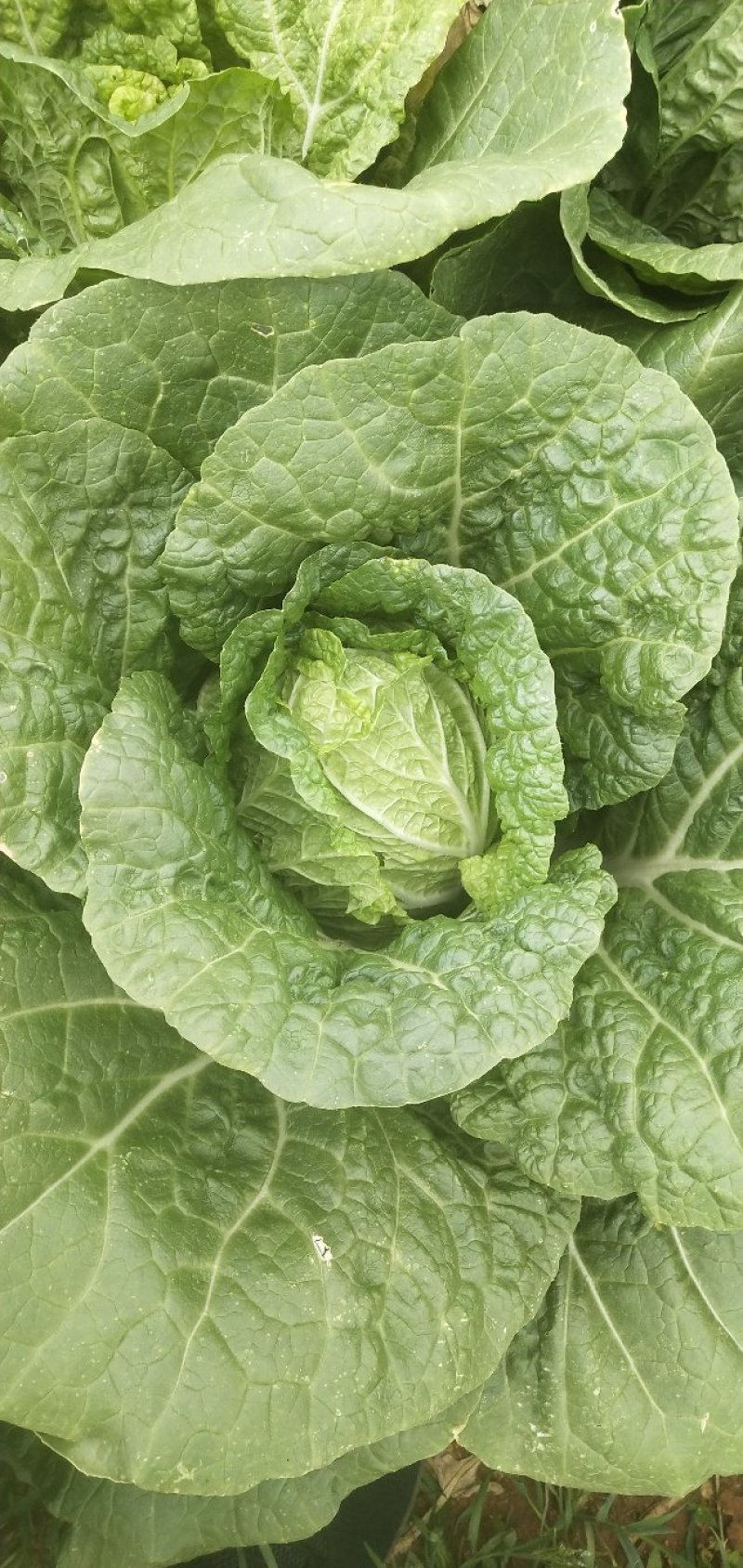 白菜