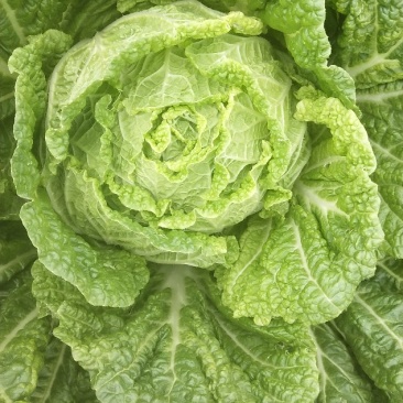 白菜