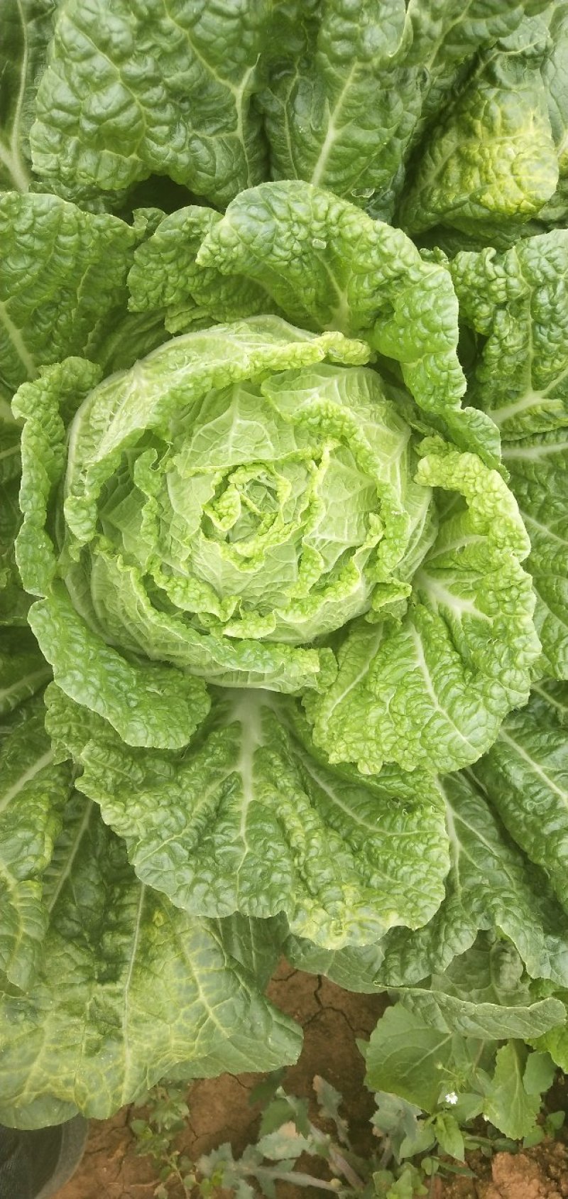 白菜