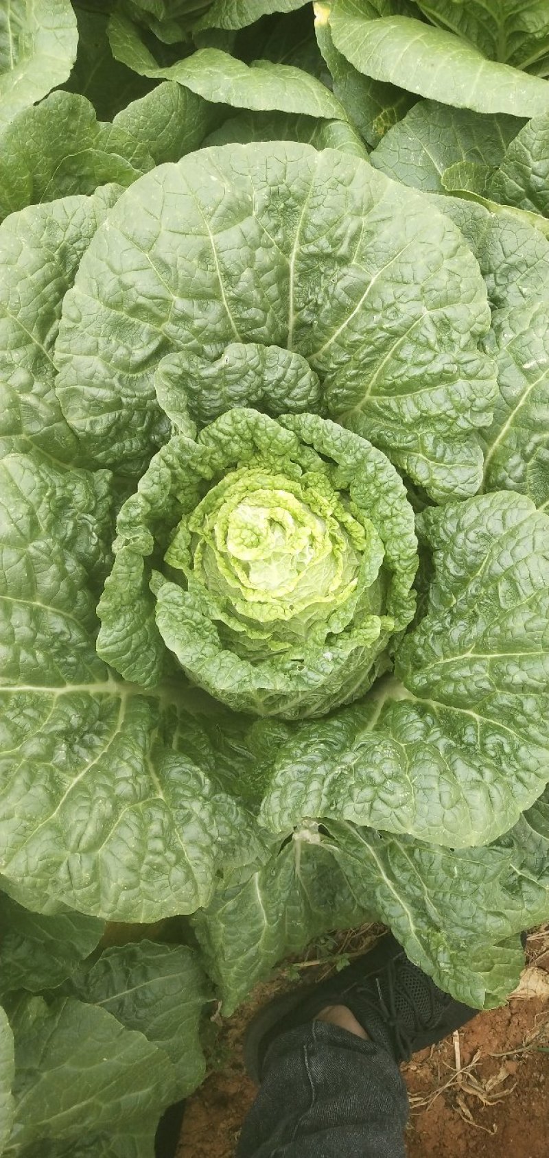 白菜