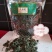 干人参花东北参花6年大花新货吉林人参批发人参花