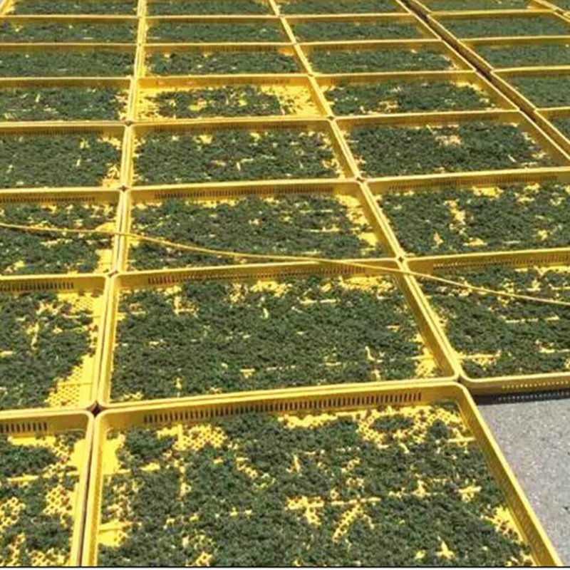 干人参花东北参花6年大花新货吉林人参批发人参花