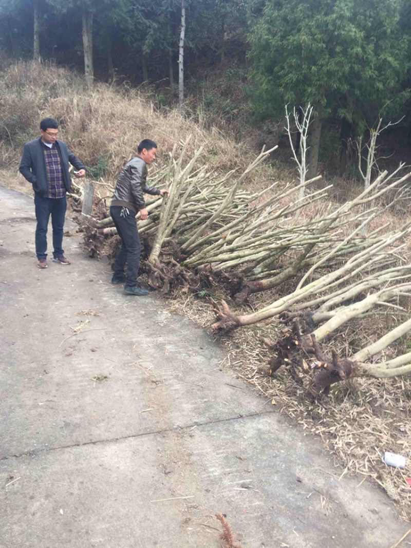 油茶树嫁接茶花茶梅业务