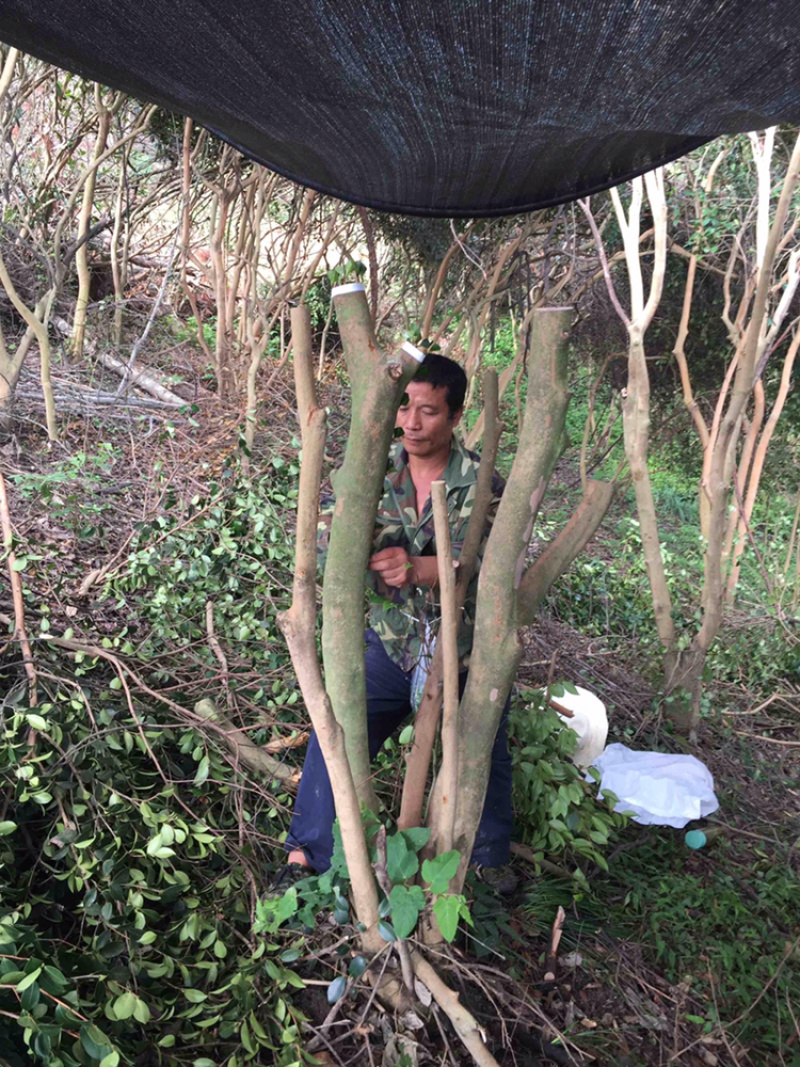 油茶树嫁接茶花茶梅业务