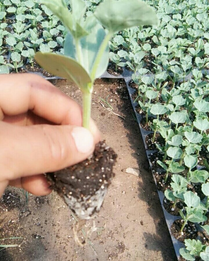 精品甜王瓜型板正糖分高