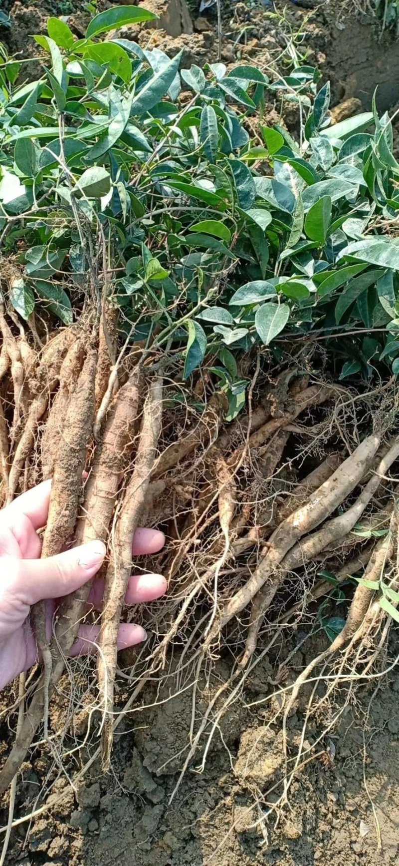 小叶牛大力种苗，牛大力种苗产地直发，可视频看苗