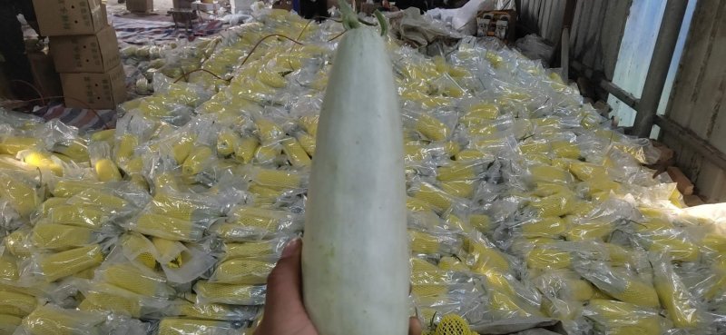 精品博洋61，产地直供，欢迎采购，专业团队一条龙服务