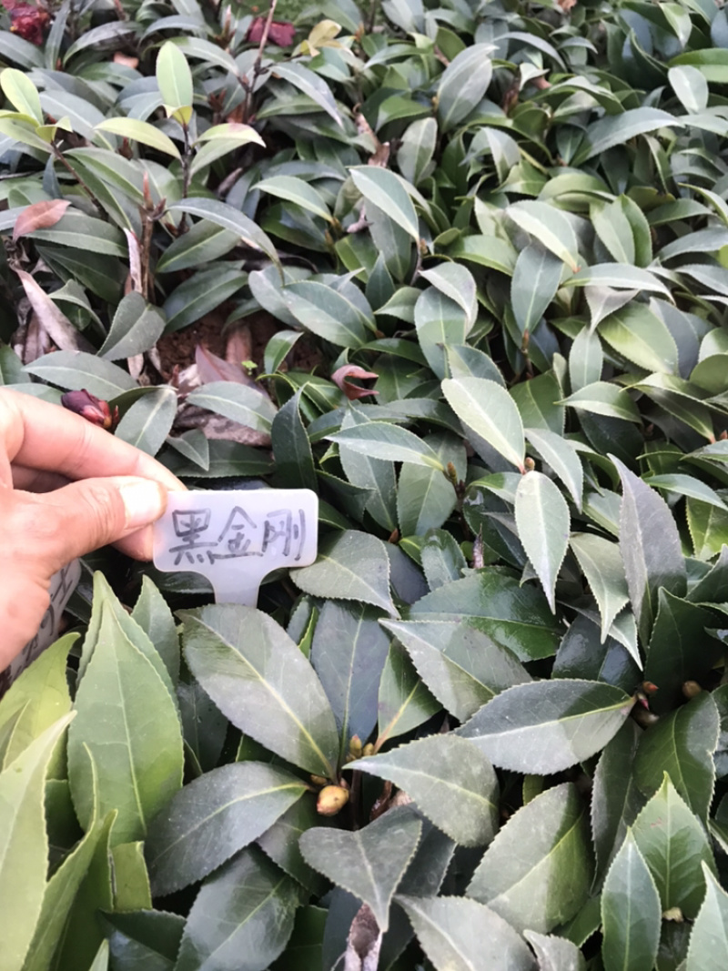 茶花苗