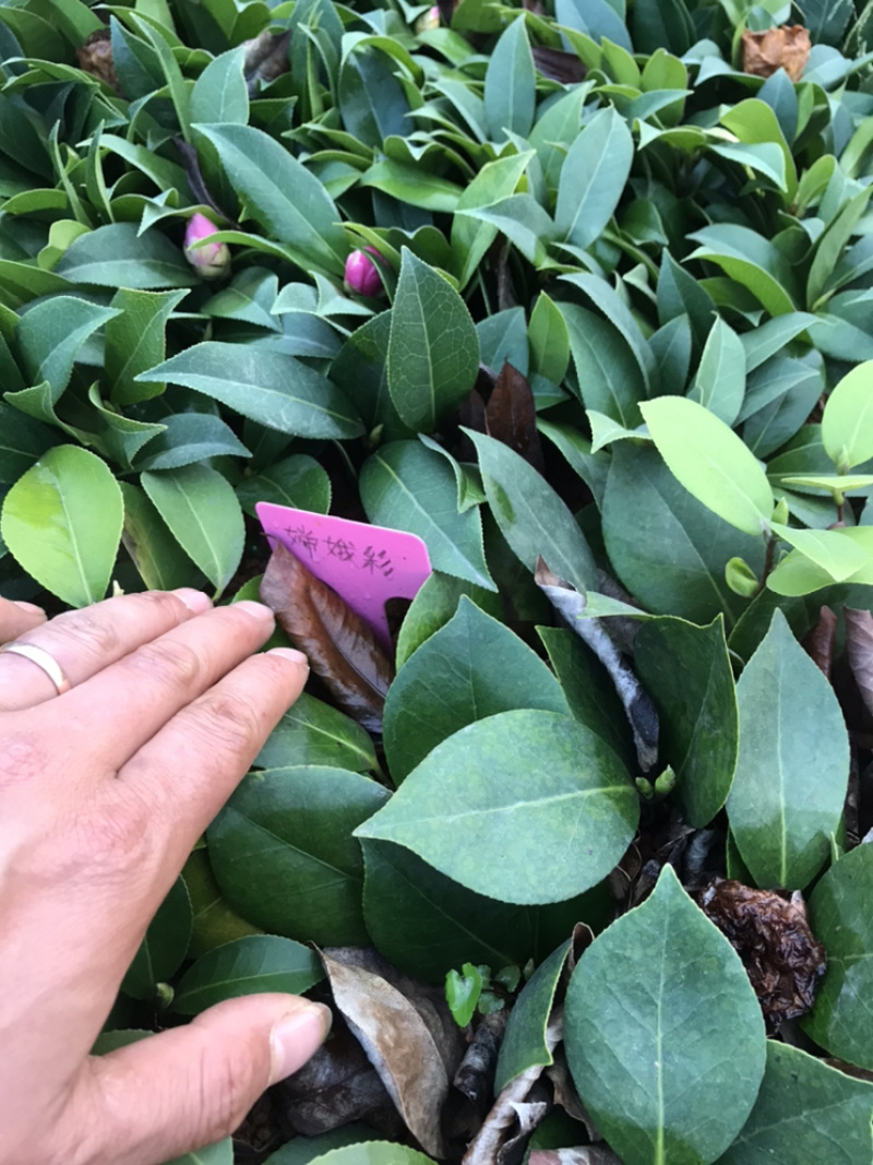 茶花苗