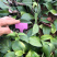 茶花苗