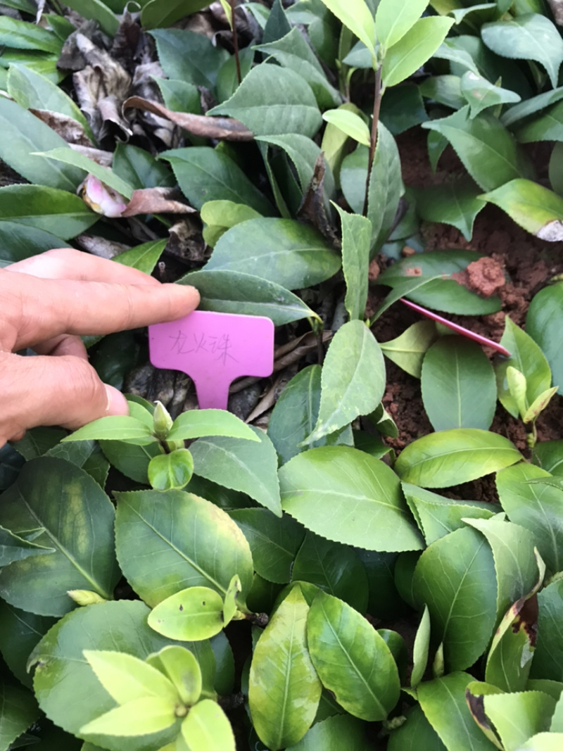 茶花苗
