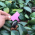 茶花苗