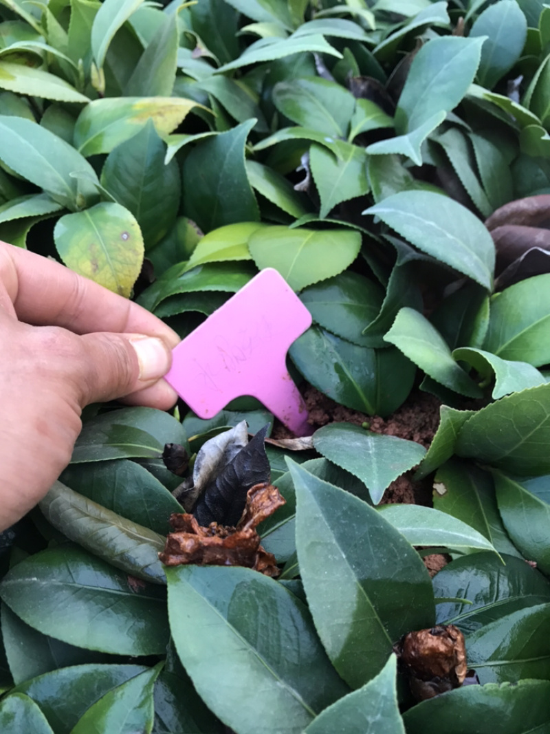 茶花苗