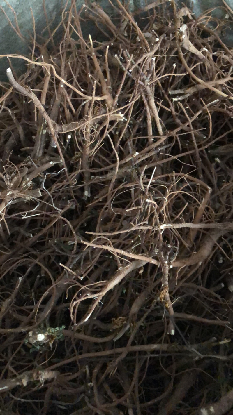 柴胡，竹叶柴胡，各类产地柴胡