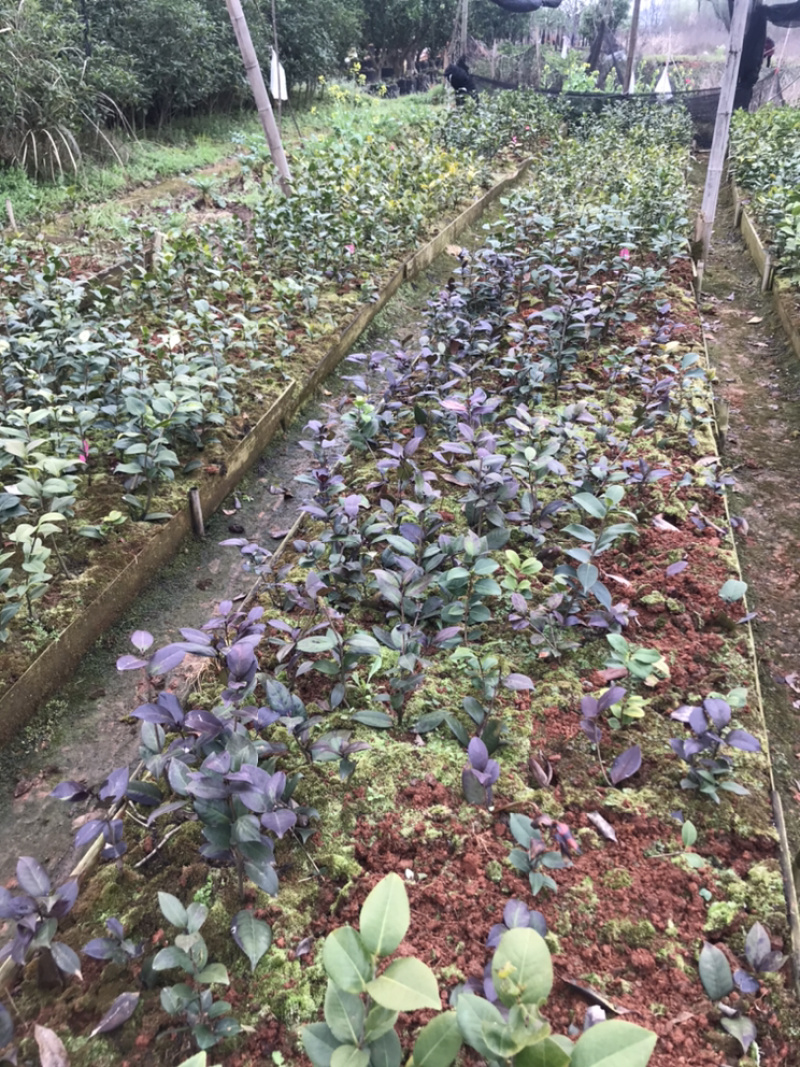 红叶贝拉，黑色一号等多品种茶花苗，乔衣等