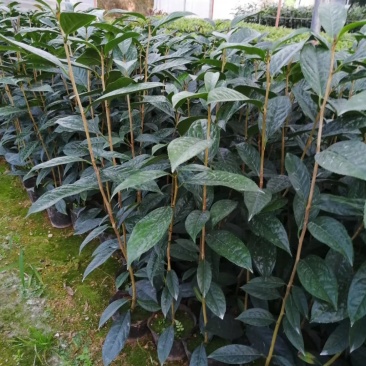 金花茶树苗金花茶苗防普金花茶树防城金花茶苗