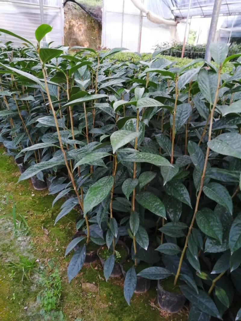 金花茶树苗金花茶苗防普金花茶树防城金花茶苗