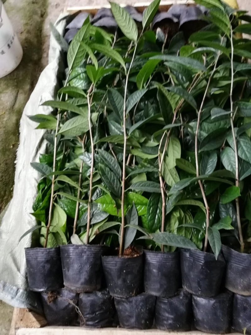 金花茶树苗金花茶苗防普金花茶树防城金花茶苗