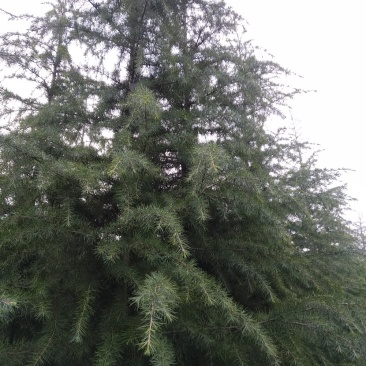 自种的雪松，树形好，价格低