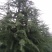 自种的雪松，树形好，价格低