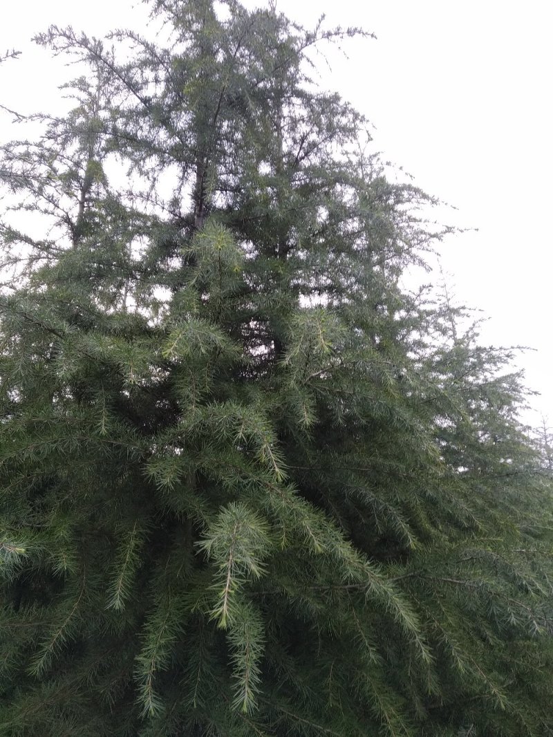 自种的雪松，树形好，价格低