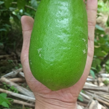 香水柠檬，微果十天后有货