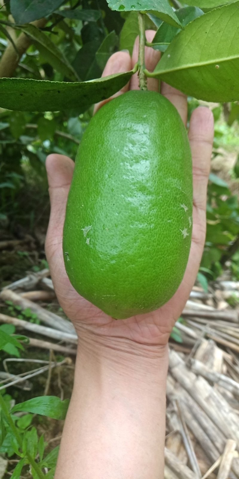 香水柠檬，微果十天后有货