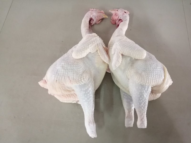 广东清远鸡、文昌鸡、古典鸡