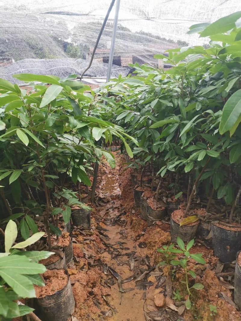 龙眼苗