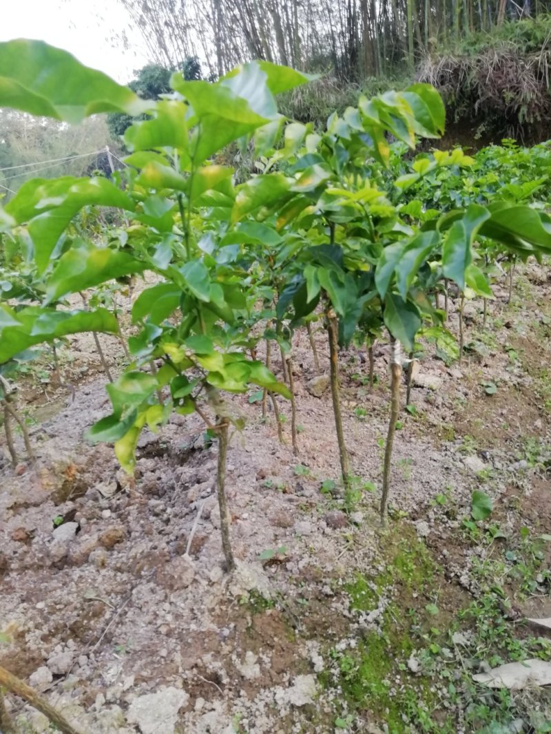 黑黄皮苗