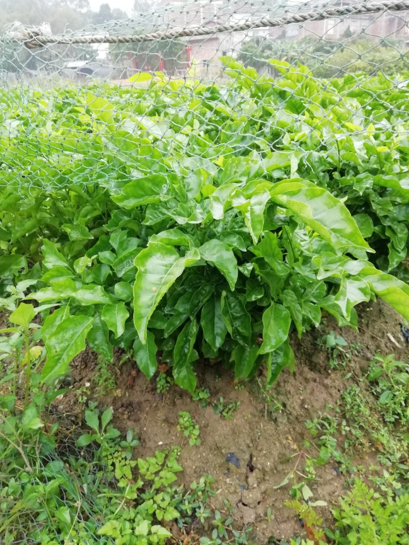 黑黄皮苗
