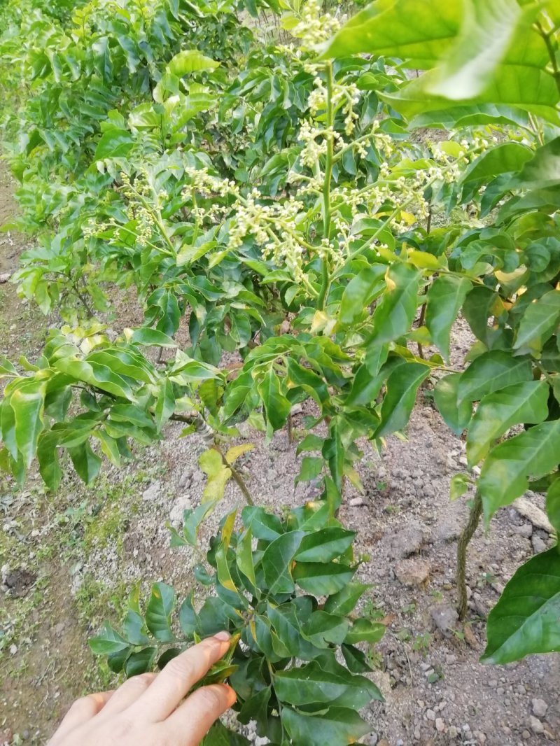 黑黄皮苗