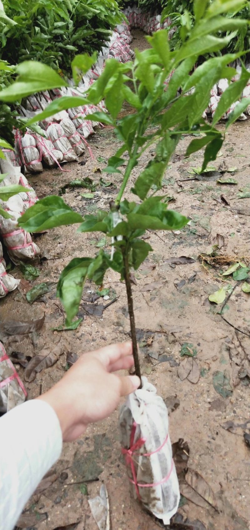 黑黄皮苗