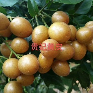黑黄皮苗