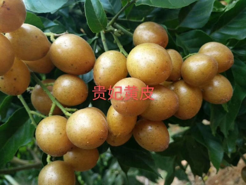 黑黄皮苗