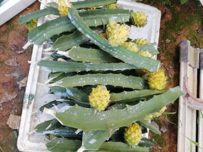 燕窝黄肉火龙果苗