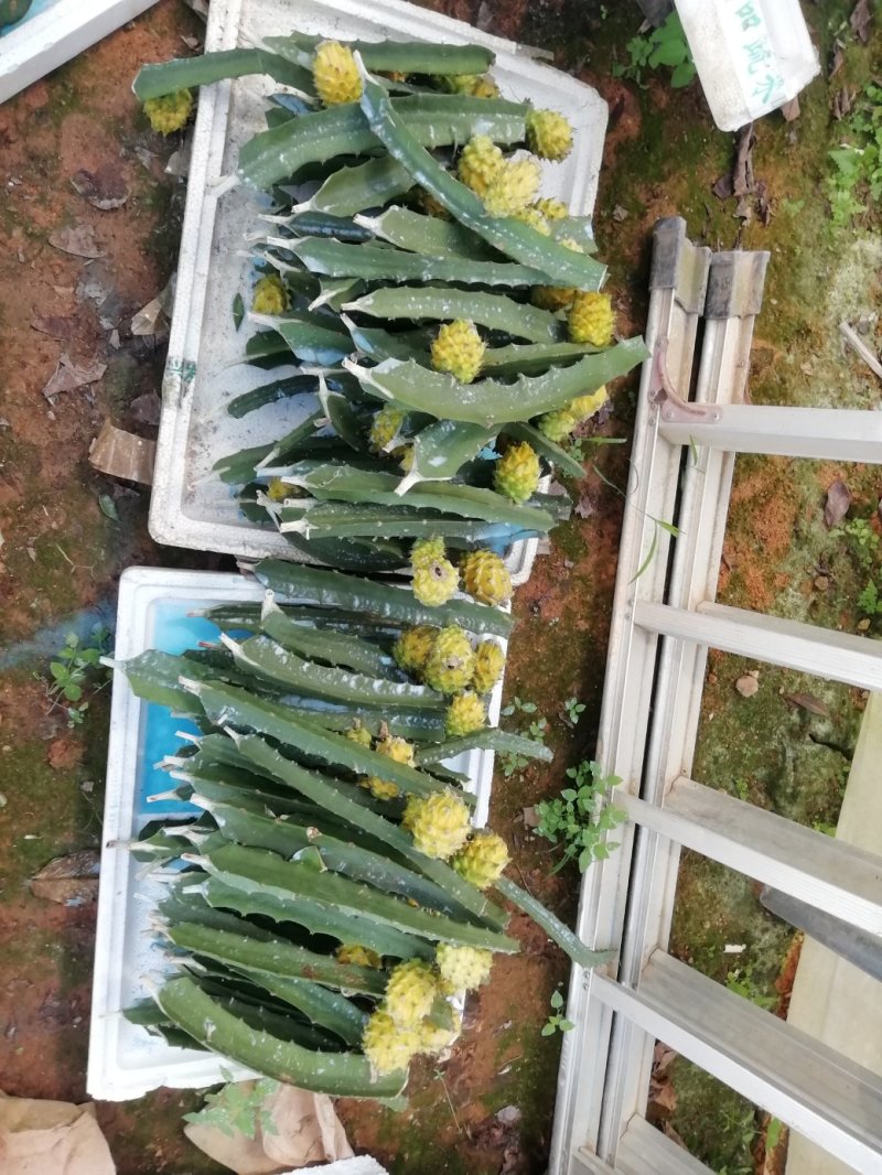 燕窝黄肉火龙果苗
