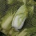 叶菜类