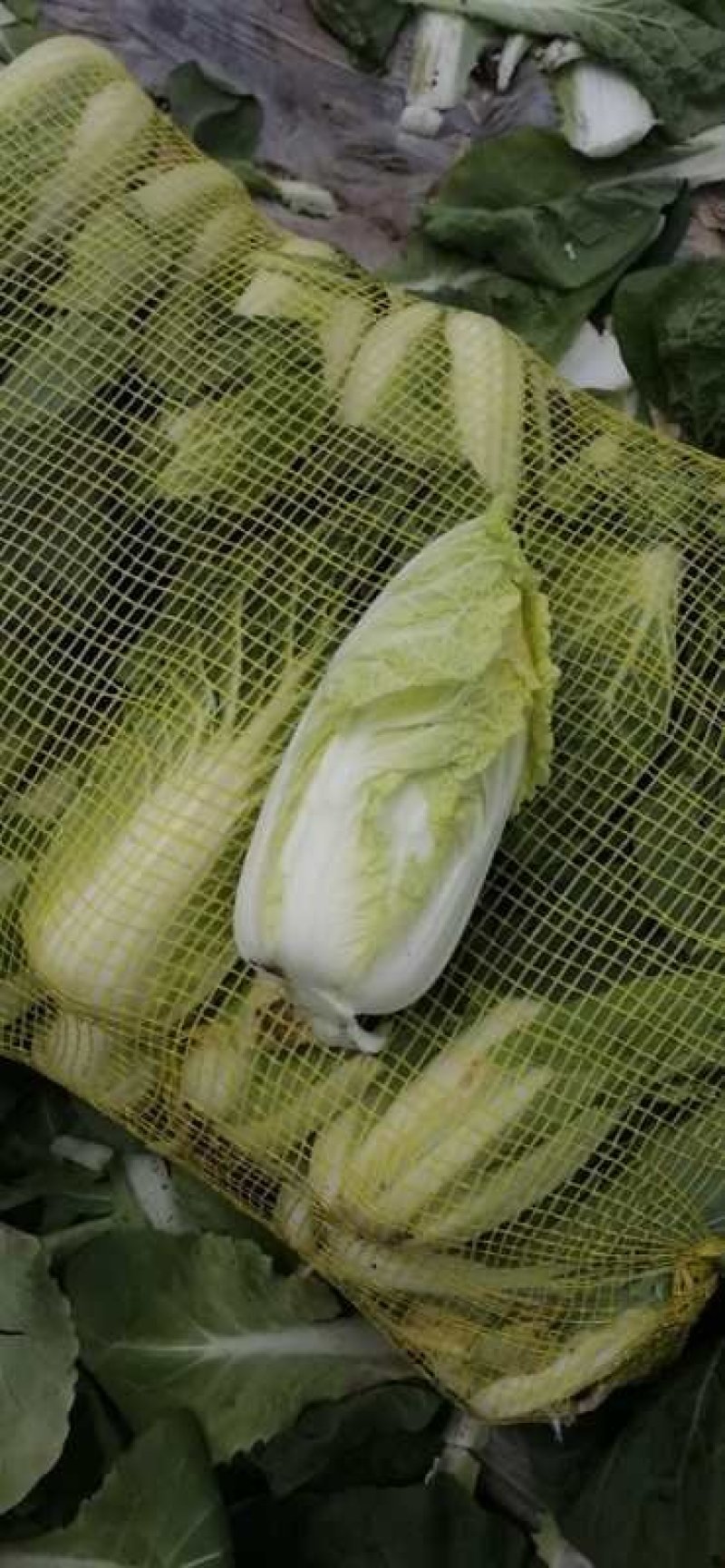 叶菜类