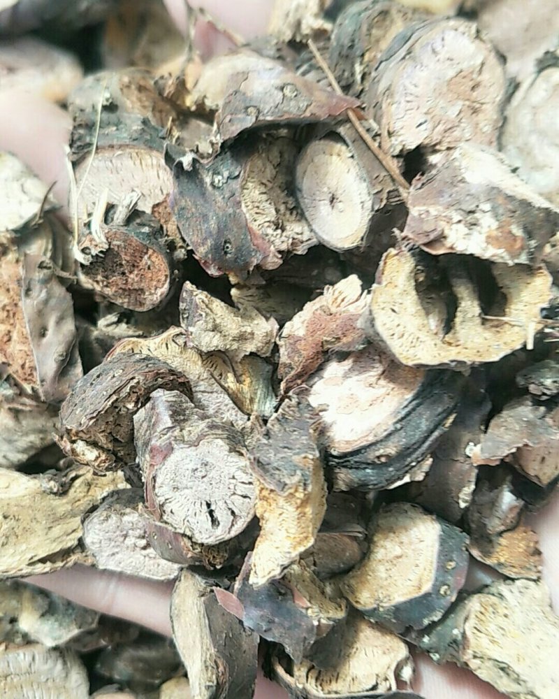 红景天，常年批发供应红景天，中药材