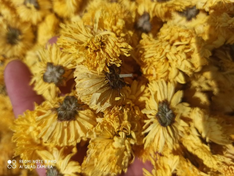 菊花黄菊花正品保障各种规格专业经营中药批发
