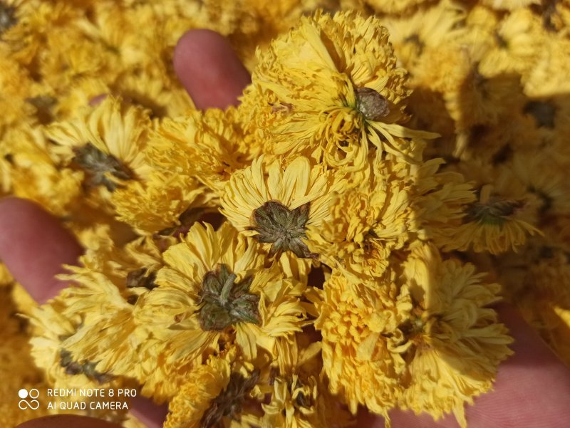 菊花黄菊花正品保障各种规格专业经营中药批发