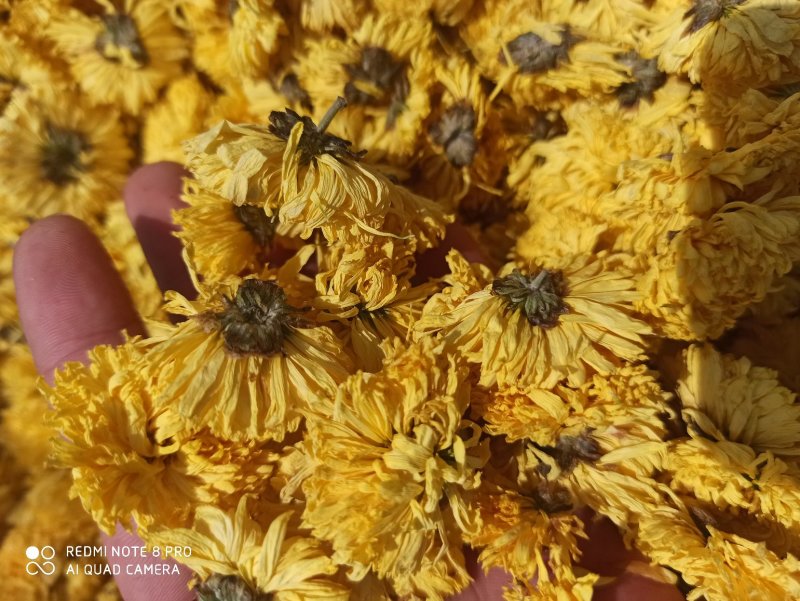 菊花黄菊花正品保障各种规格专业经营中药批发