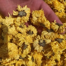 菊花黄菊花正品保障各种规格专业经营中药批发