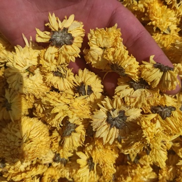 菊花黄菊花正品保障各种规格专业经营中药批发