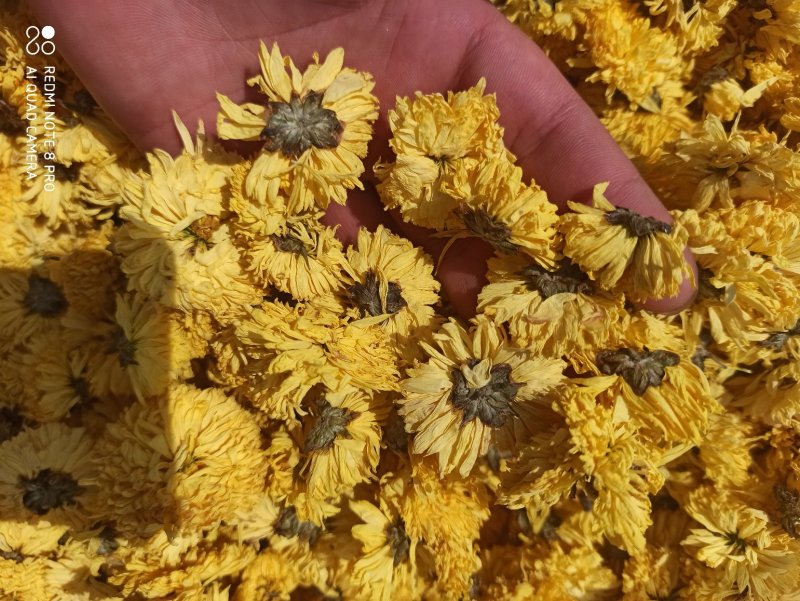 菊花黄菊花正品保障各种规格专业经营中药批发