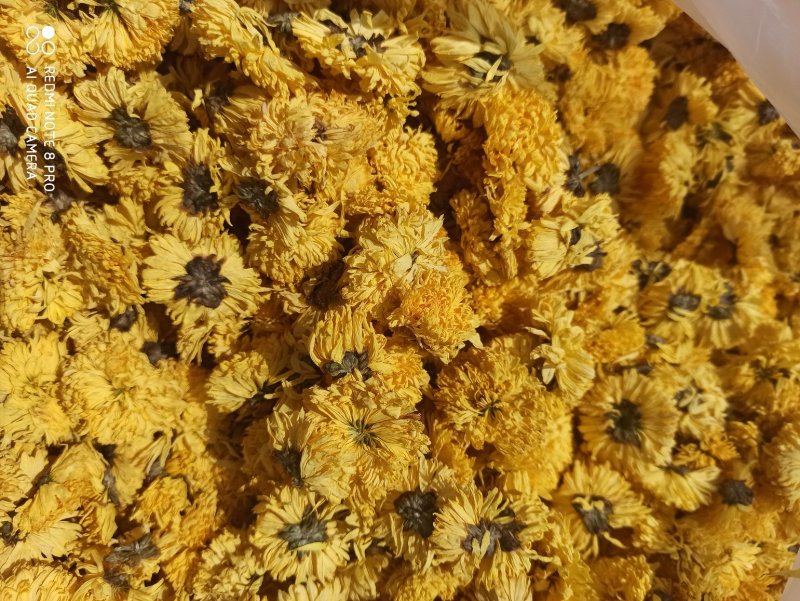 菊花黄菊花正品保障各种规格专业经营中药批发