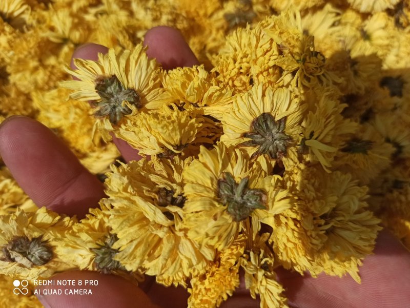 菊花黄菊花正品保障各种规格专业经营中药批发