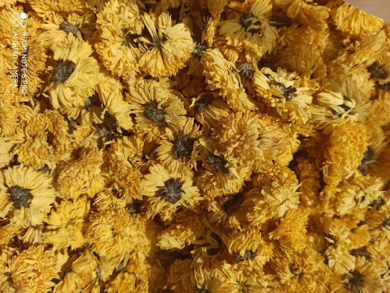 菊花黄菊花正品保障各种规格专业经营中药批发