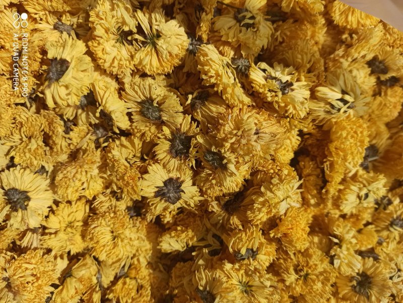 菊花黄菊花正品保障各种规格专业经营中药批发